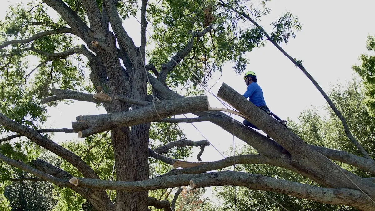 Professional Crown Thinning performed by certified arborists in Lebanon